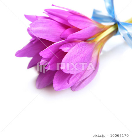 bouquet of crocus 10062170