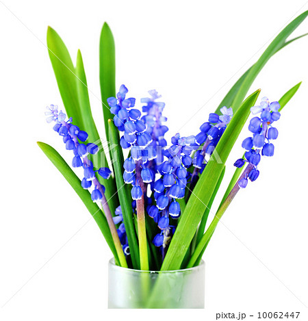 blue hyacinths blue hyacinths 10062447