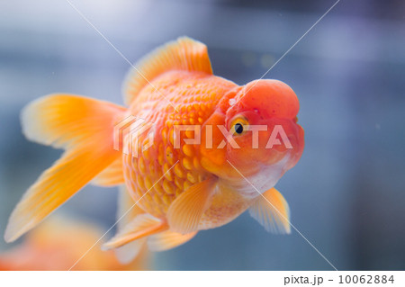 和・夏イメージ～金魚・浜錦～ 10062884