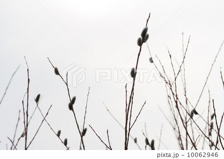 ネコヤナギ 10062946