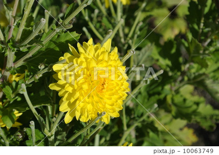 夕日を眺める阿房宮 10063749