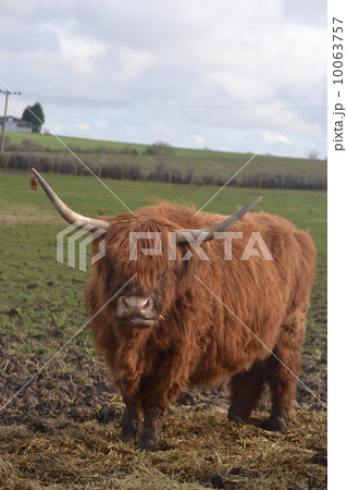 ハイランドキャトルの写真素材