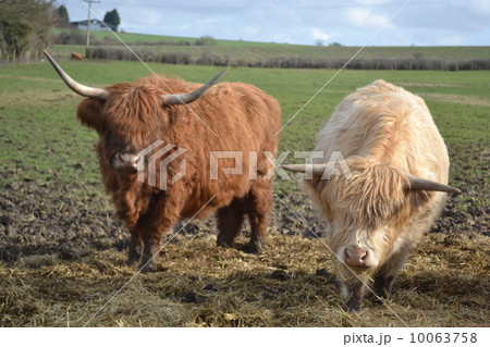 ハイランドキャトルの写真素材