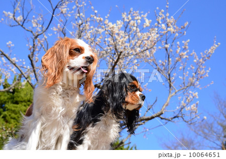 春だねぇ♪ 10064651