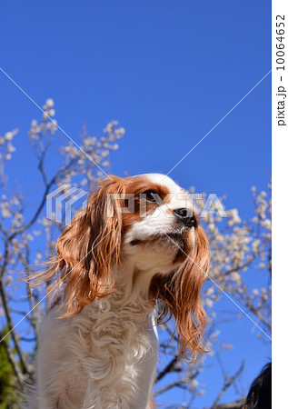 良い天気だなぁ♪ 10064652