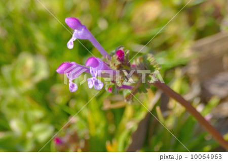 ホトケノザ ホトケノザ 10064963