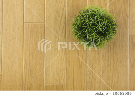 緑の観葉植物 10065089