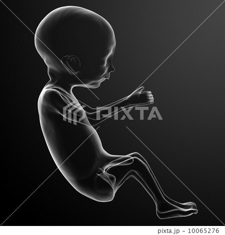 Human fetus Human fetus 10065276