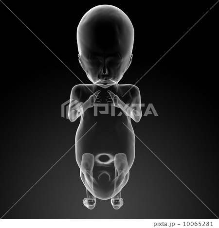 Human fetus 10065281