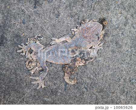 Dead body of gecko 10065626