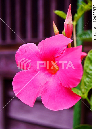 マンデビラ　花言葉：固い友情　Mandevilla x amabilis cv. Rose Giant  10065930