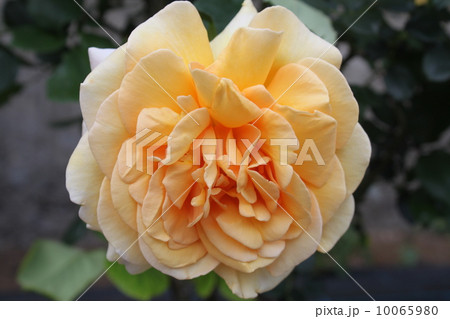 生田緑地ばら苑（旧小田急向ヶ丘遊園）のバラ１２ 10065980