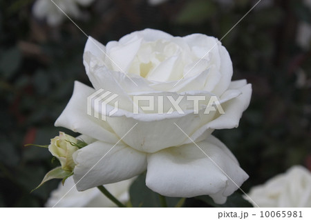 生田緑地ばら苑（旧小田急向ヶ丘遊園）のバラ１３ 10065981