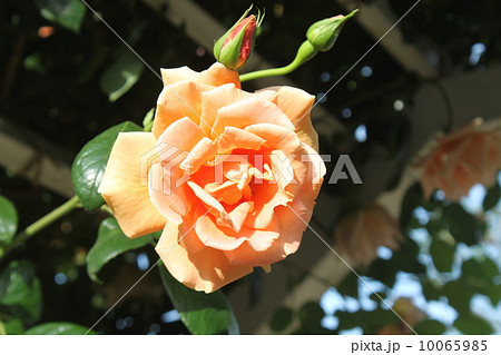 生田緑地ばら苑（旧小田急向ヶ丘遊園）のバラ１７ 10065985