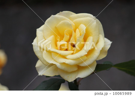 生田緑地ばら苑（旧小田急向ヶ丘遊園）のバラ２１ 10065989