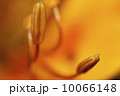 オレンジ・ライフ 10066148