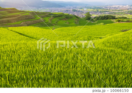 信州千曲市姨捨の棚田 10066150
