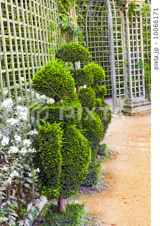 Green archway in a garden. Beautiful Versailles , France Green archway in a garden. Beautiful Versailles , France 10066171