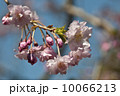 桜 10066213