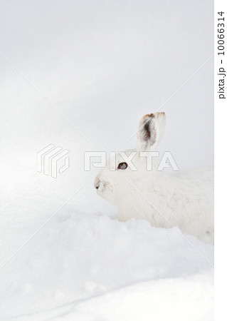 エゾユキウサギ 10066314