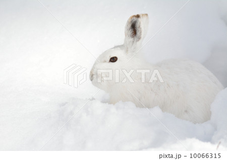 エゾユキウサギ 10066315