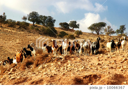 Herd of sheep 10066367