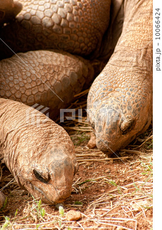 Aldabra Giant Tortoise 10066424