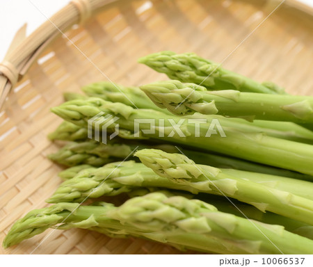 アスパラガス アスパラガス 10066537