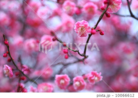 満開の紅梅 10066612
