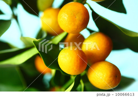 果実　色づくキンカン 10066613