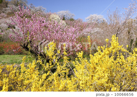 極彩春色/福島県 花見山 極彩春色/福島県 花見山 10066656