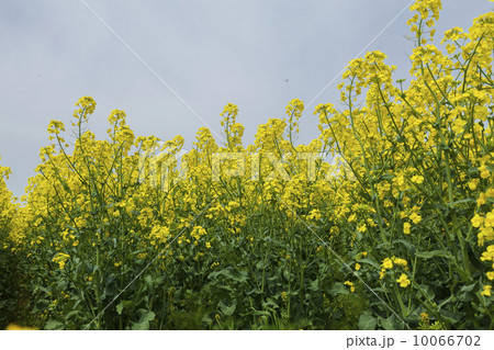 菜の花 菜の花 10066702