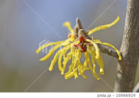 マンサク（満作） 10066929