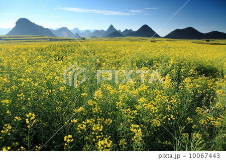 China Lou-ping Rapeseed or Canola   10067443