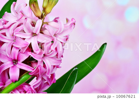 Pink hyacinth 10067621