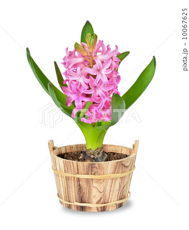 Pink hyacinth 10067625