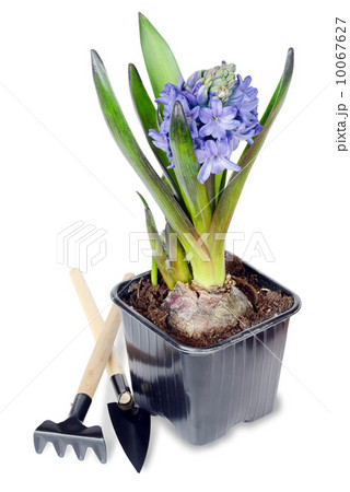 Blue hyacinth 10067627