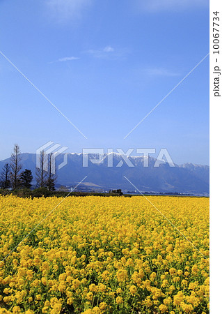 冬から春へ 10067734