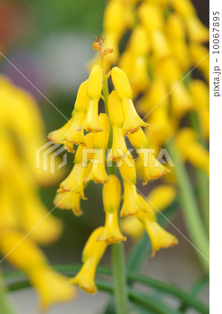 ラシュナリア・アロイデス 10067895