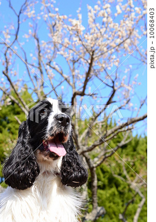 春だねぇ♪ 春だねぇ♪ 10068403