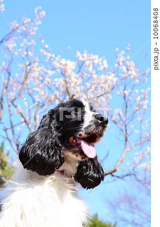 春だねぇ♪ 10068408