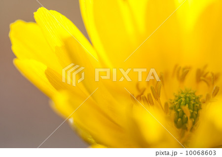 フクジュソウ 10068603