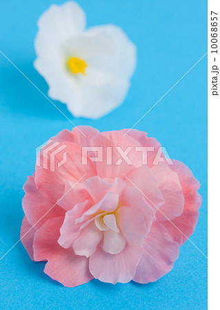 ベゴニアの花 ベゴニアの花 10068657