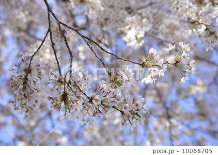 一斉に満開になった桜 10068705