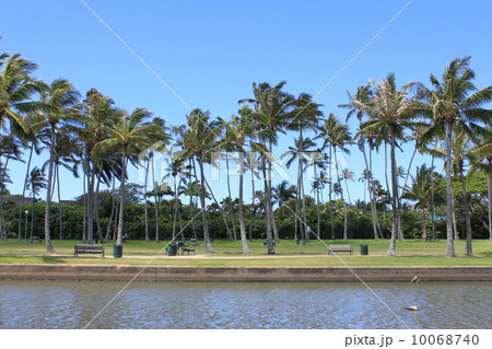 ハワイ　ホノルル　 やしの木 10068740