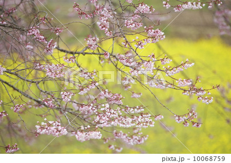 黄色い菜の花畑を背景に咲く桜 10068759