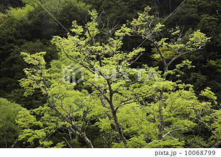 暗かった森に若葉の明るさが映える 10068799