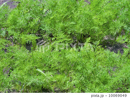 Young dill Young dill 10069049