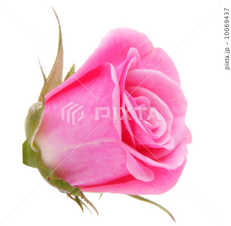 Pink rose flower head isolated on white background cutout 10069437