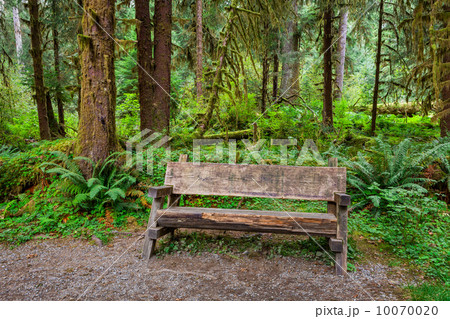 Empty Log Bench in the Forest Empty Log Bench in the Forest 10070020